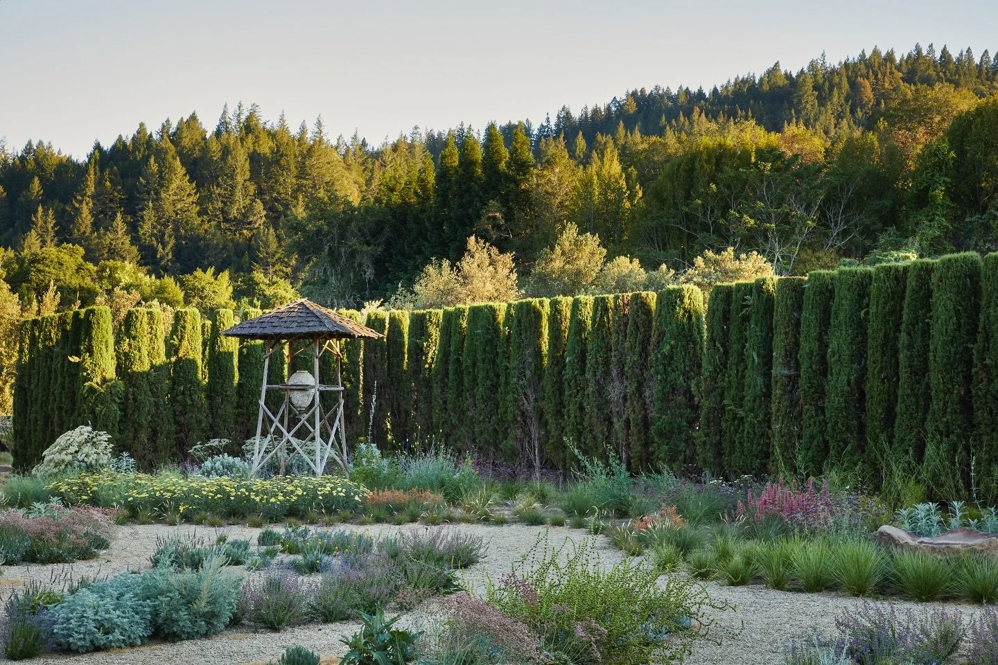 Sharing a favorite moment from our Healdsburg pollinator meadow. 
This low-water gravel garden is planted with California and Mediterranean natives that support our local pollinators. It&rsquo;s fragrant, beautiful, and full of edible and medicinal f