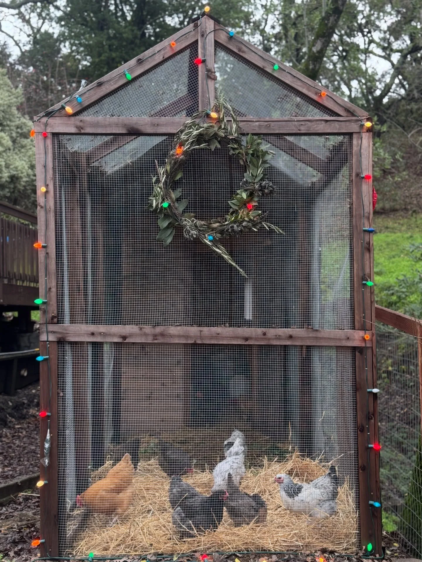 The happiest of holidays to you all🎄