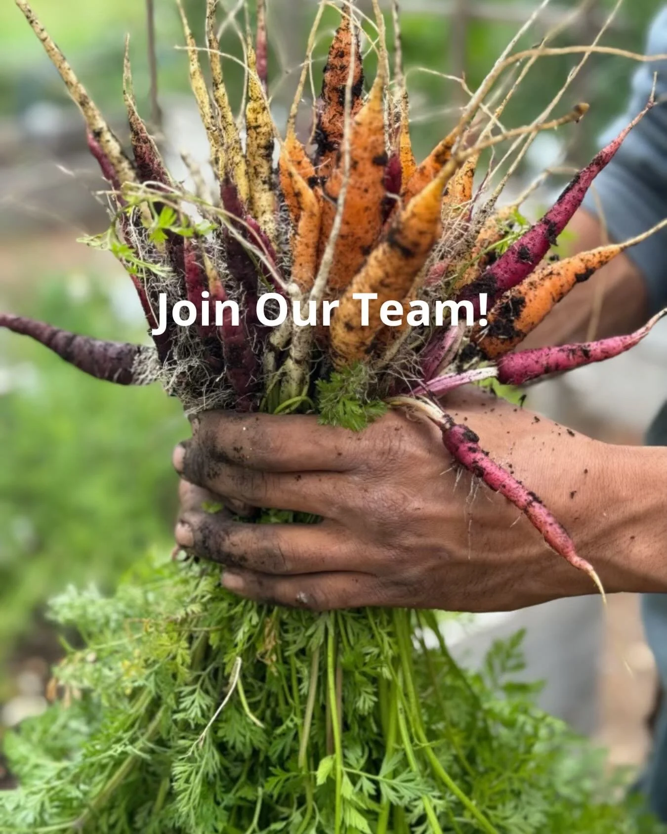 We are expanding our edible gardening maintenance team! Please email your resume to: hello@hdcgardens.com  This position is based in the east bay.  We would love to talk to you!