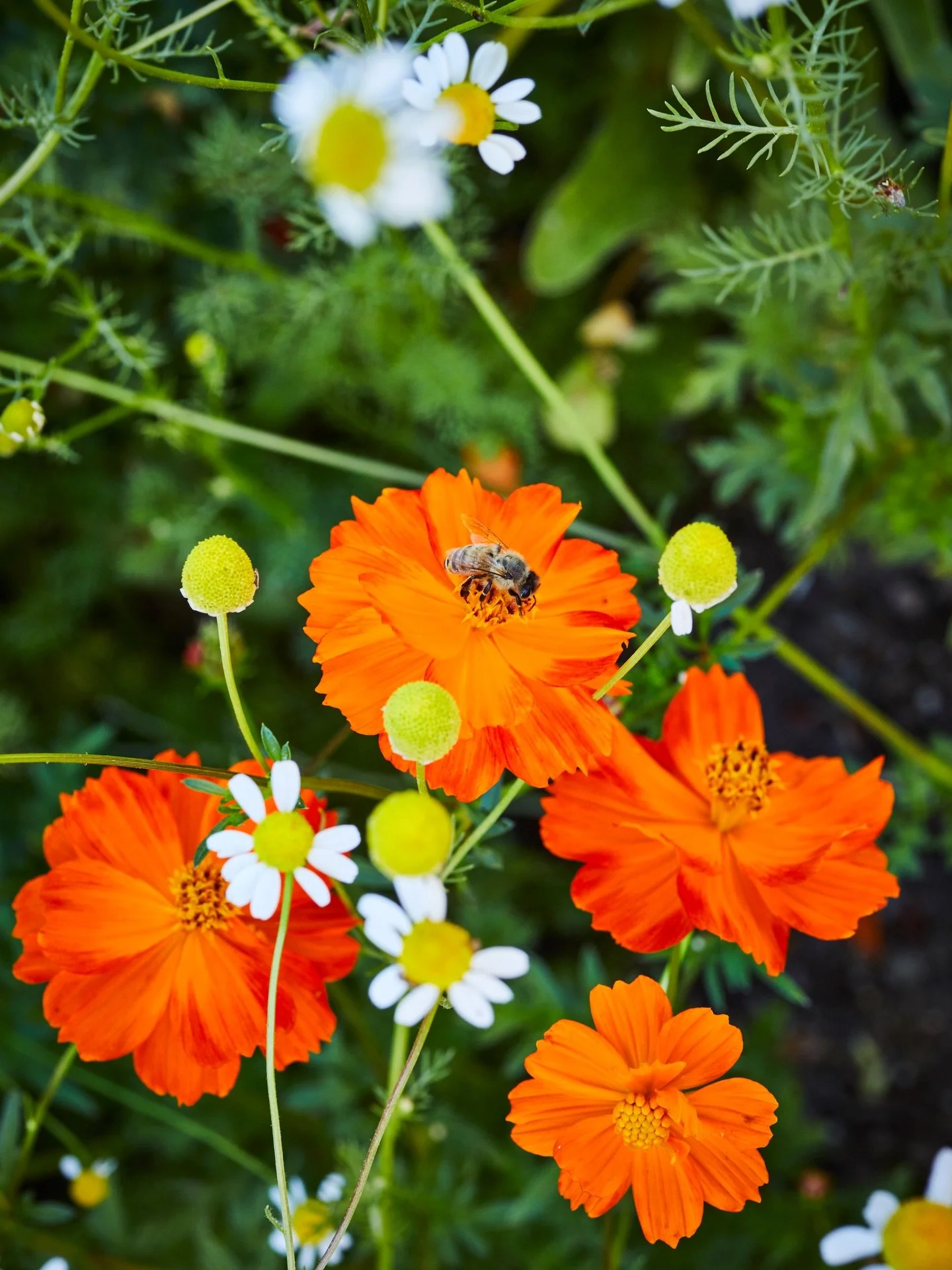 Happy First day of Spring!