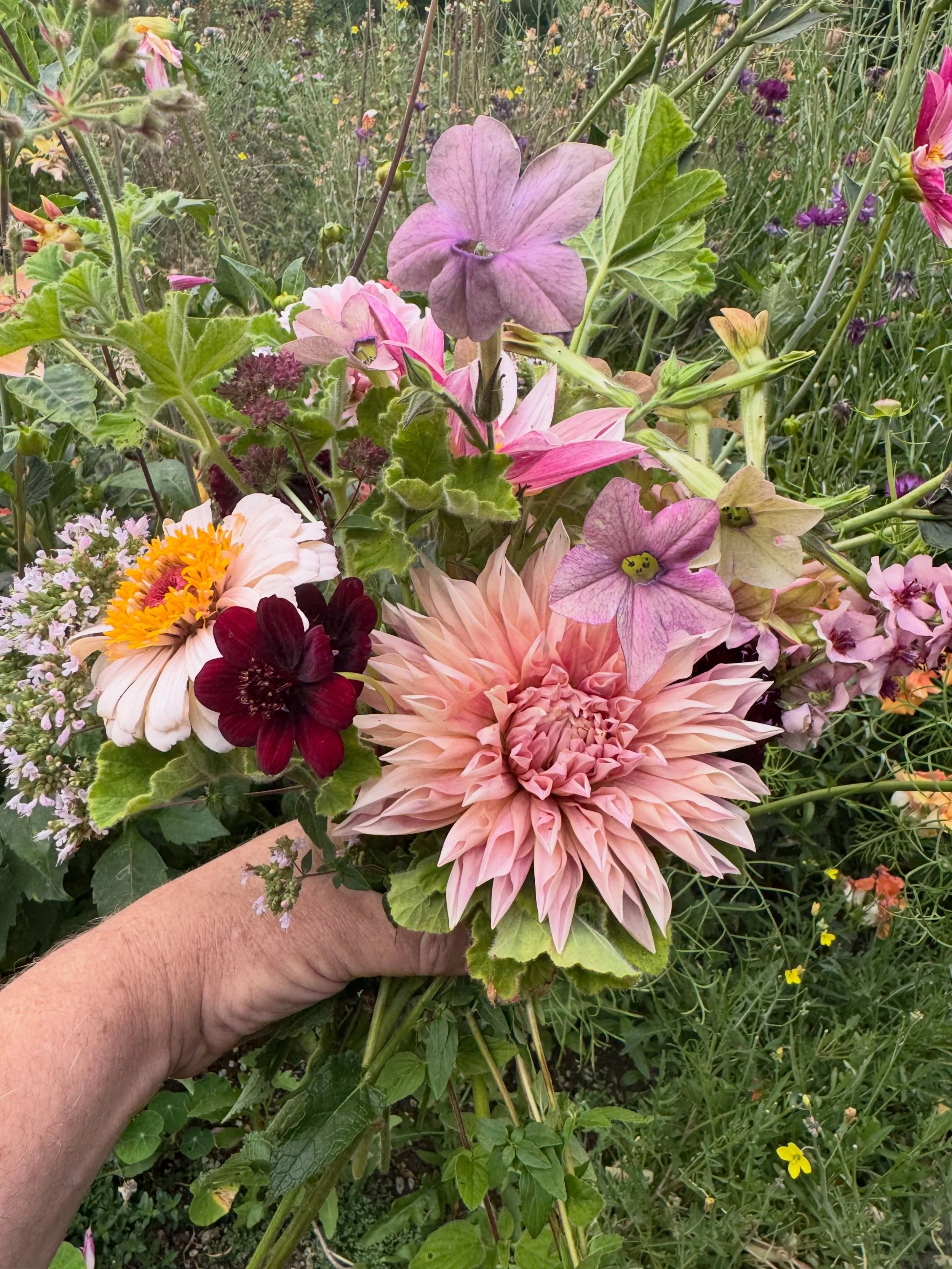 Harvest from the cut flower garden.