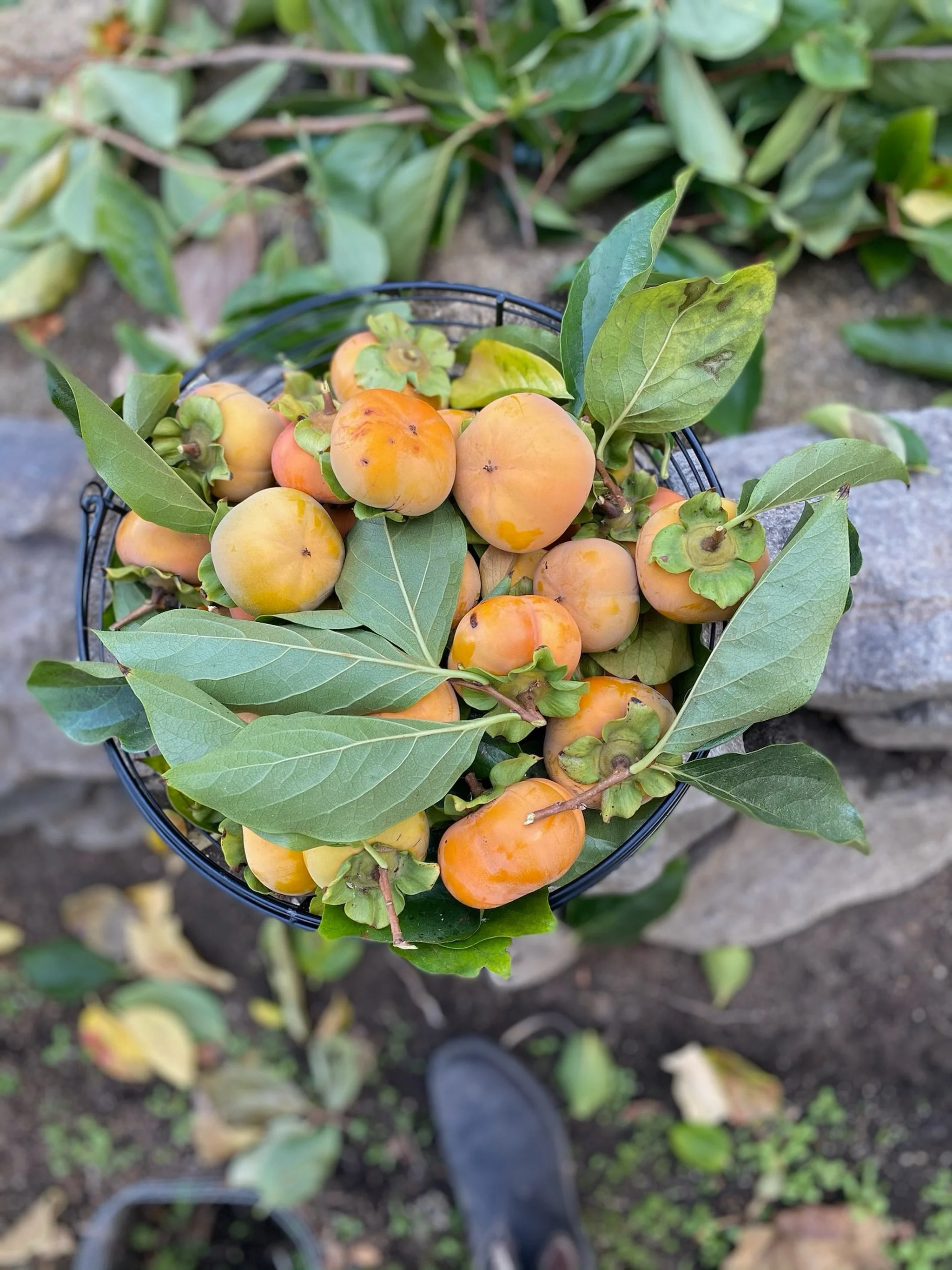 Thank you all for the incredible response to our hiring post. We were overwhelmed by how many of you liked and shared it. We received over 50 resumes from so many talented gardeners &amp; farmers, and we&rsquo;re happy to share that the position has 