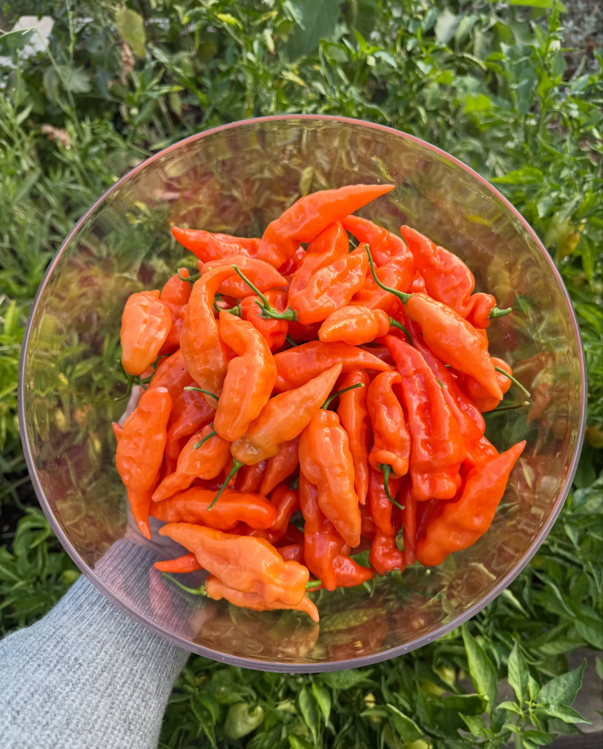 We&rsquo;ve been waiting all summer for this - Habanada pepper harvests happening now! This heartless habanero pepper from @row7seeds is a favorite among the chefs we work with. Today&rsquo;s harvest is heading to the fermentation jug!