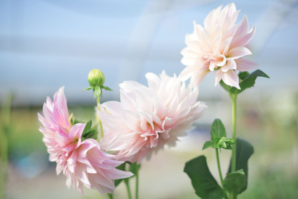 Lavender and Lace — Kelowna Flower Design and Farm