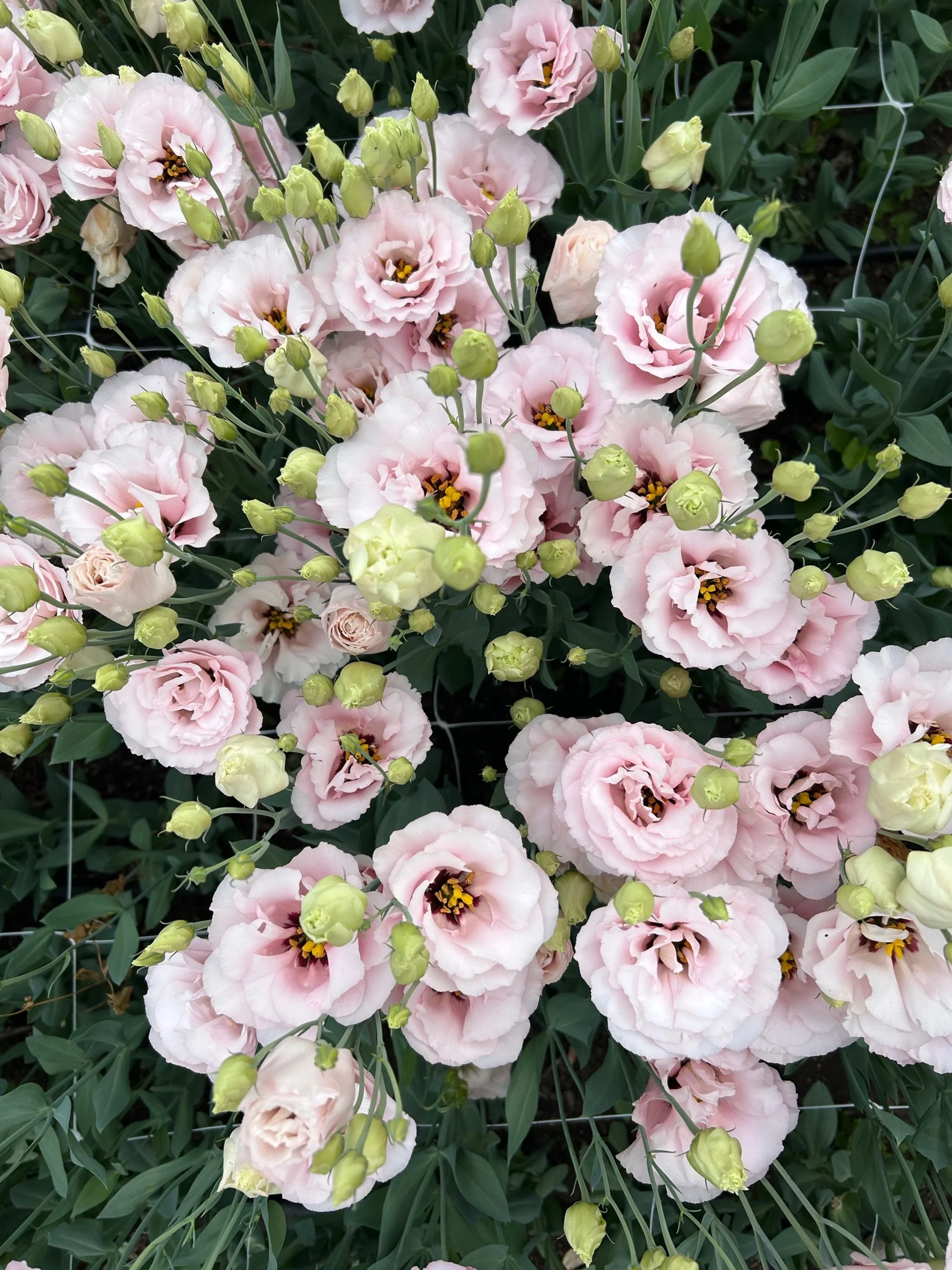Lisianthus Starter Plants
