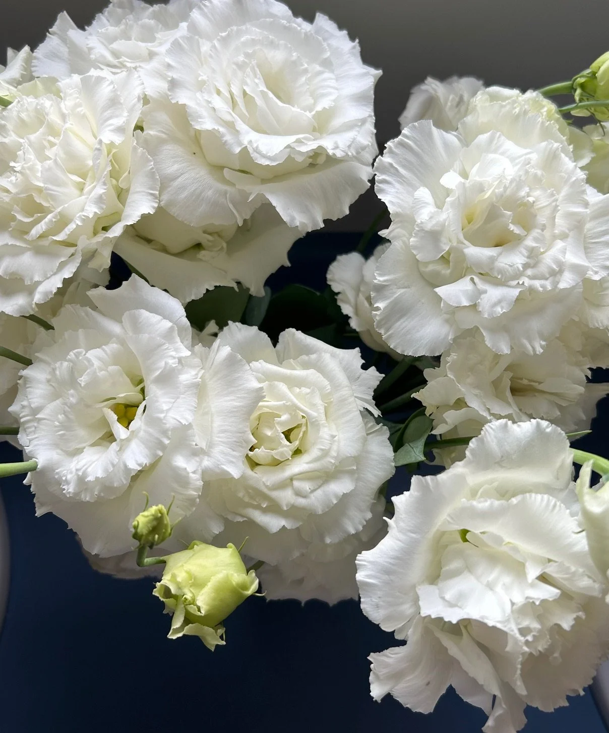 Lisianthus Starter Plants