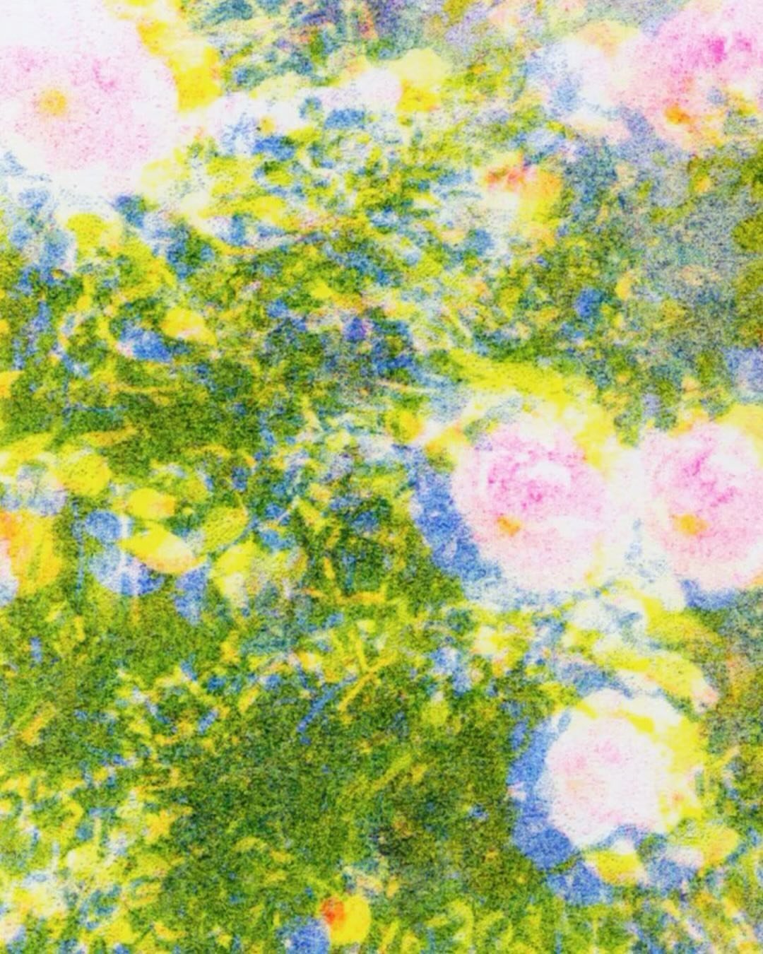 And so my obsession with flowers continues! I created this riso animation from one of the countless videos I have taken throughout the years. I love flowers because they remind me of the beauty, integrity, and ephemerality of the natural world, an ex