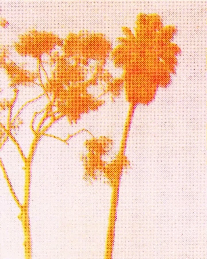 PLAYING WITH PALM TREES 🌴 

#palmtrees #risograph #animation #art #losangeles #newyork