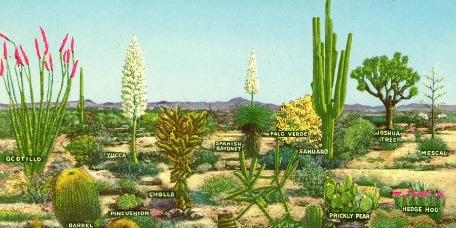 cactus_900_450.jpg