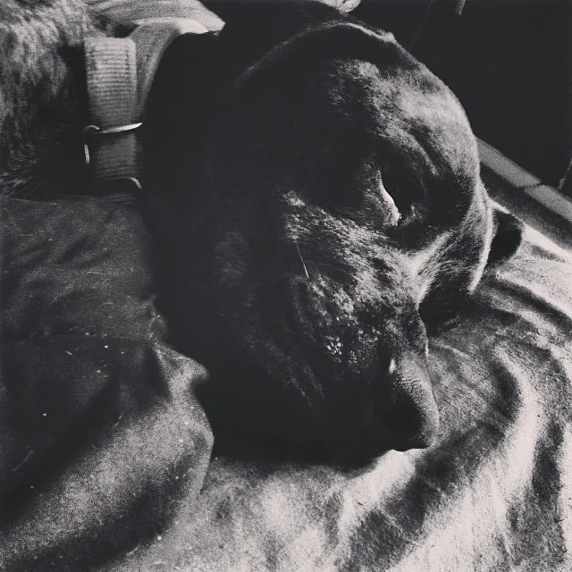 My Weasie Boy <3 R.I.P