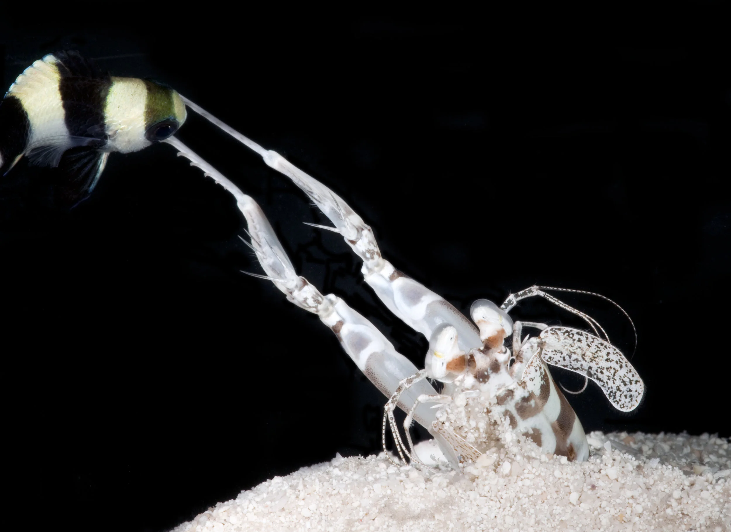 Lysiosquillina sulcata spearing a fish. (Photo: Roy L. Caldwell)