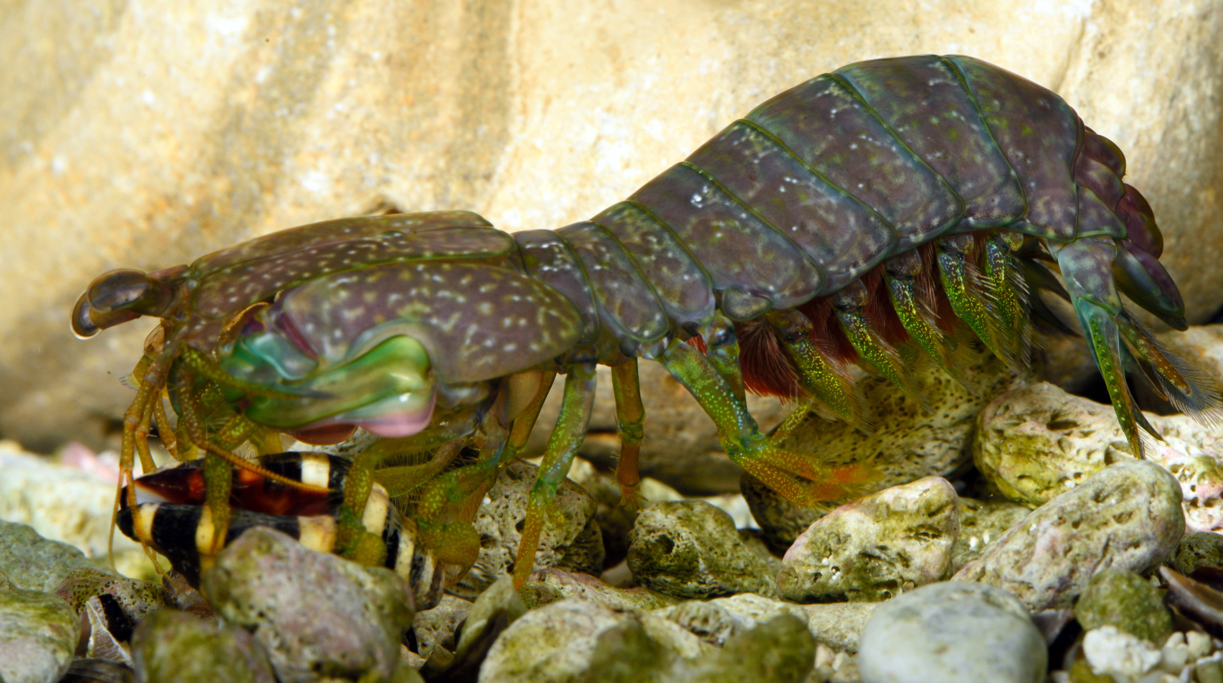 Neogonodactylus bredini smashing a snail. (Photo: Roy L. Caldwell)