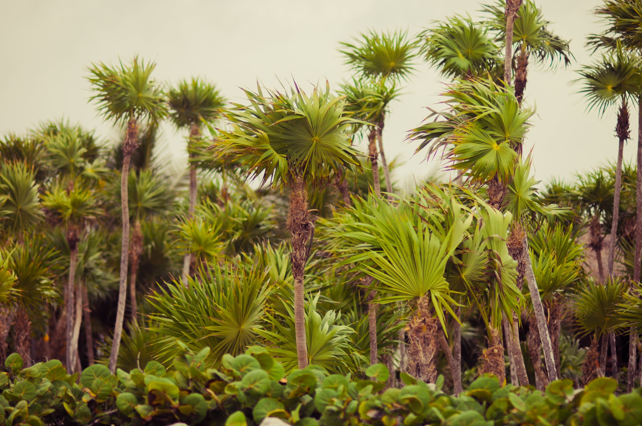 palmiers copy.jpg