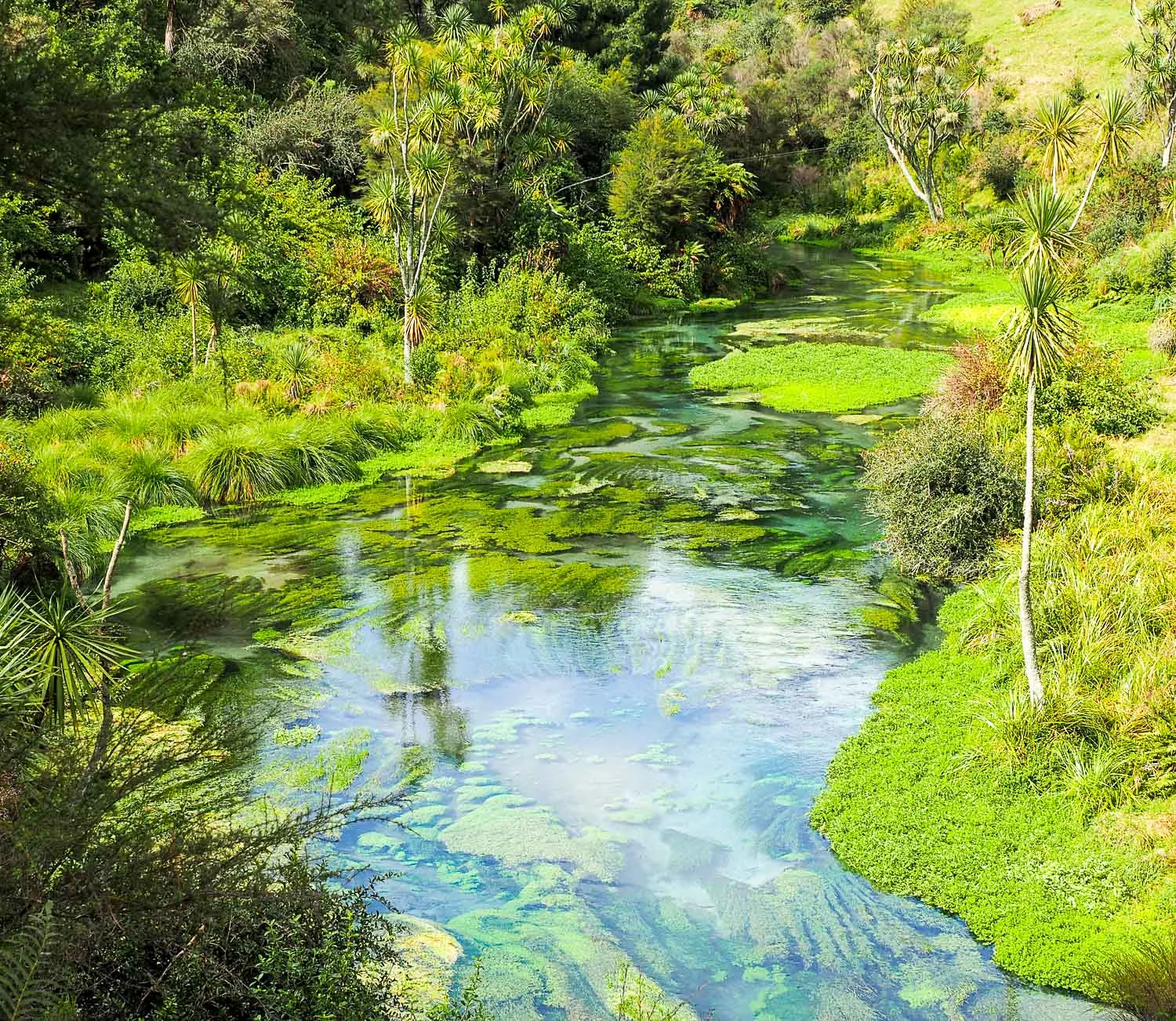 Waihou Stream, The Blue Spring