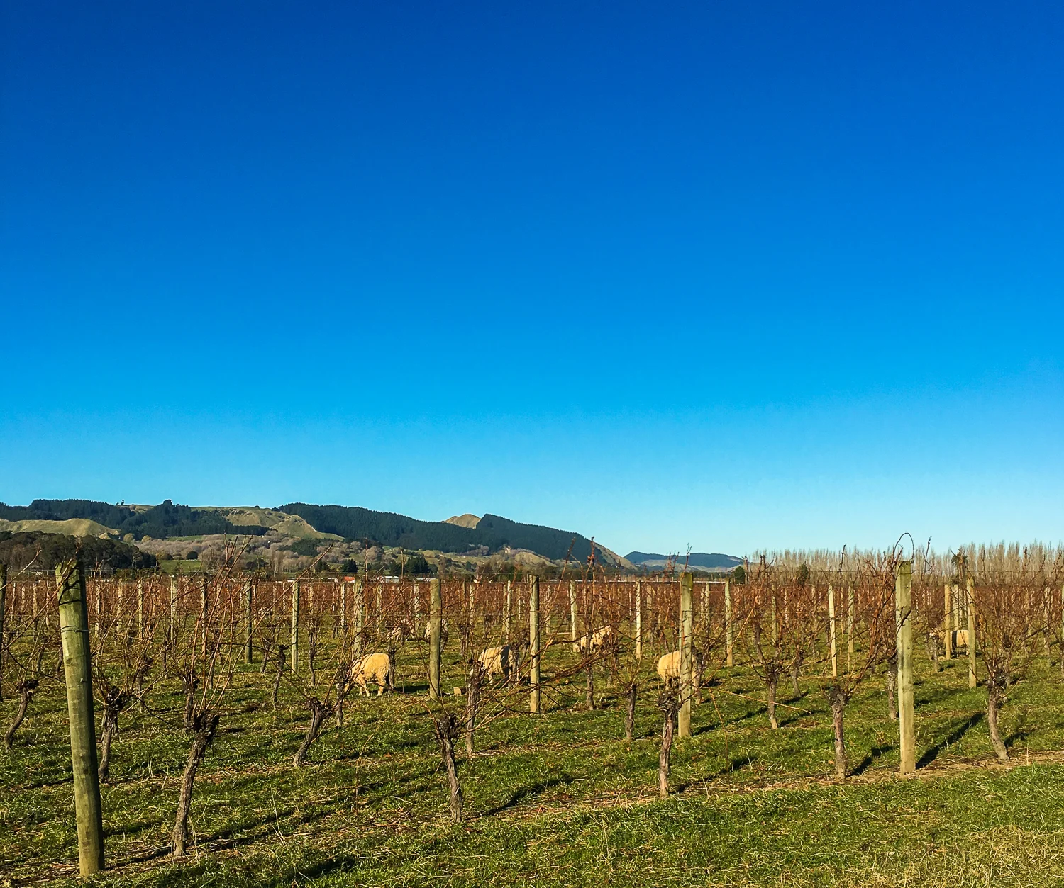 Dinner and wine. Gisborne, the 'Chardonnay Capital' of New Zealand. iPhone 6s.