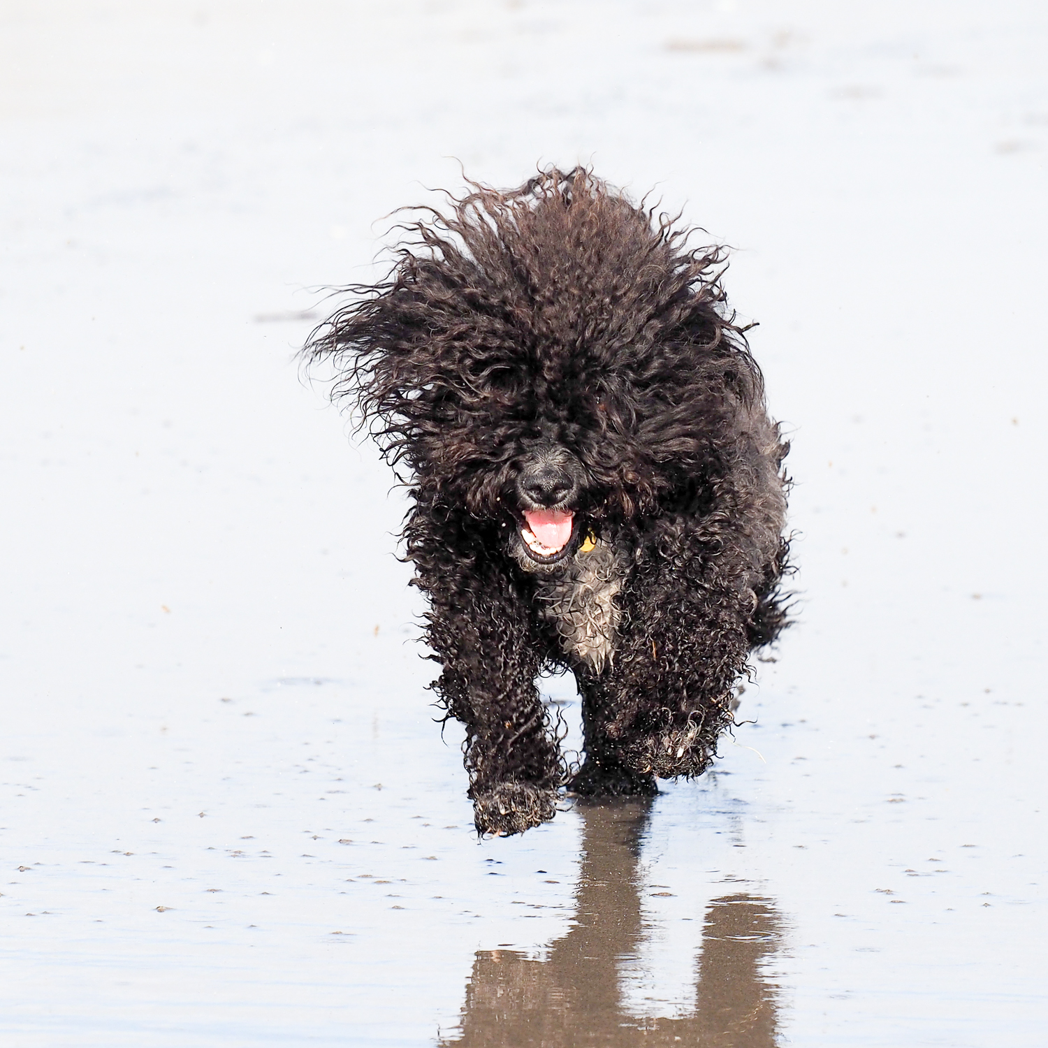 Toby in beach heaven. 1/1600sec, f/5, ISO 200