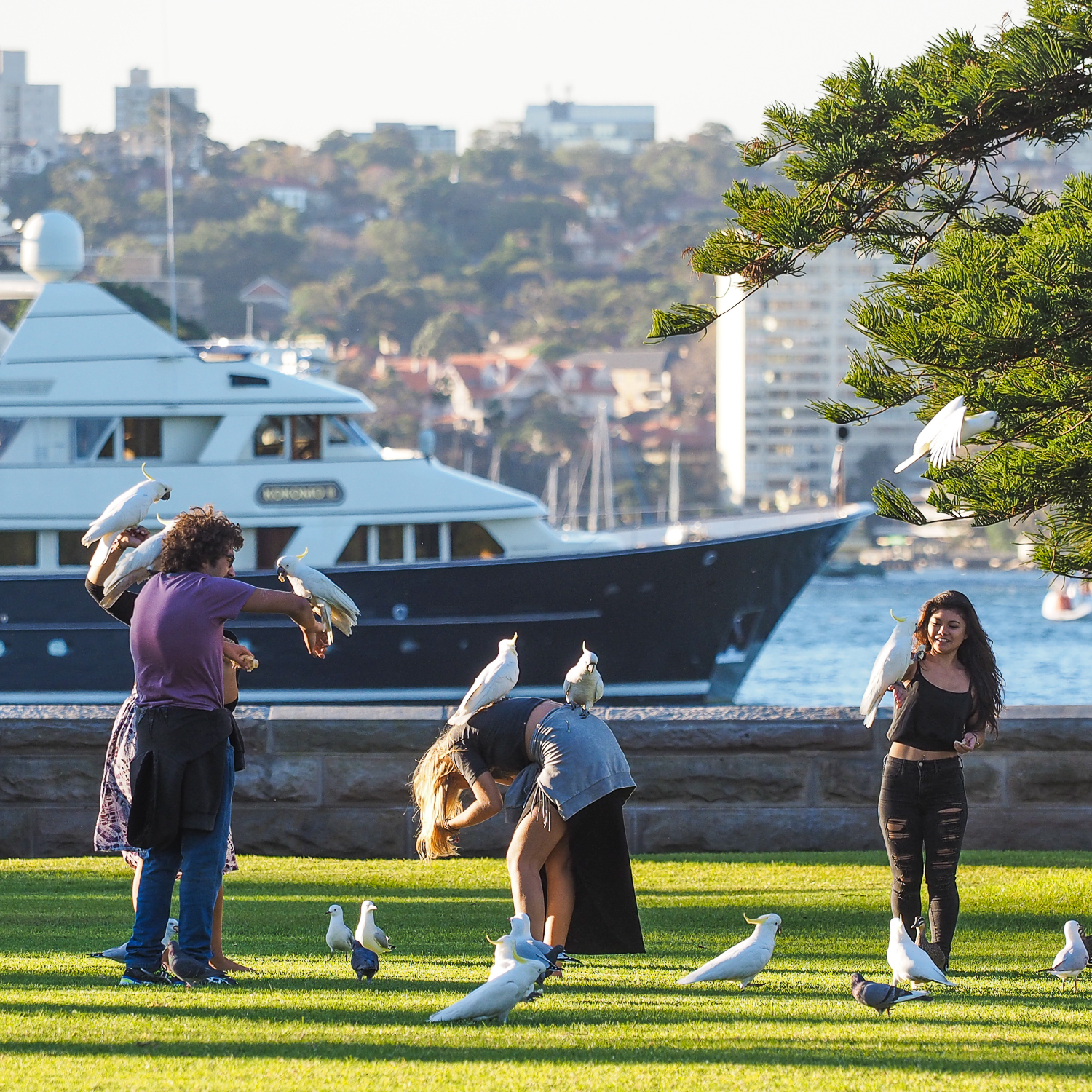 Sydney, Australia. May 2016. 1/500 sec, f/3.5, ISO 200