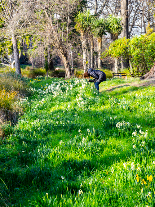 Daffodil Lawns, Christchurch Botanical Gardens, 6 August 2016.