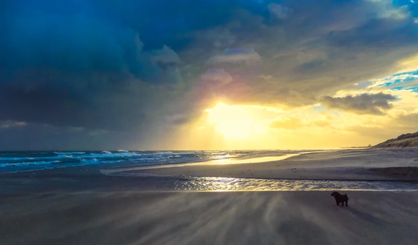 Came a stormy dawn. Our dog Toby is getting sandblasted in lower right of photo.