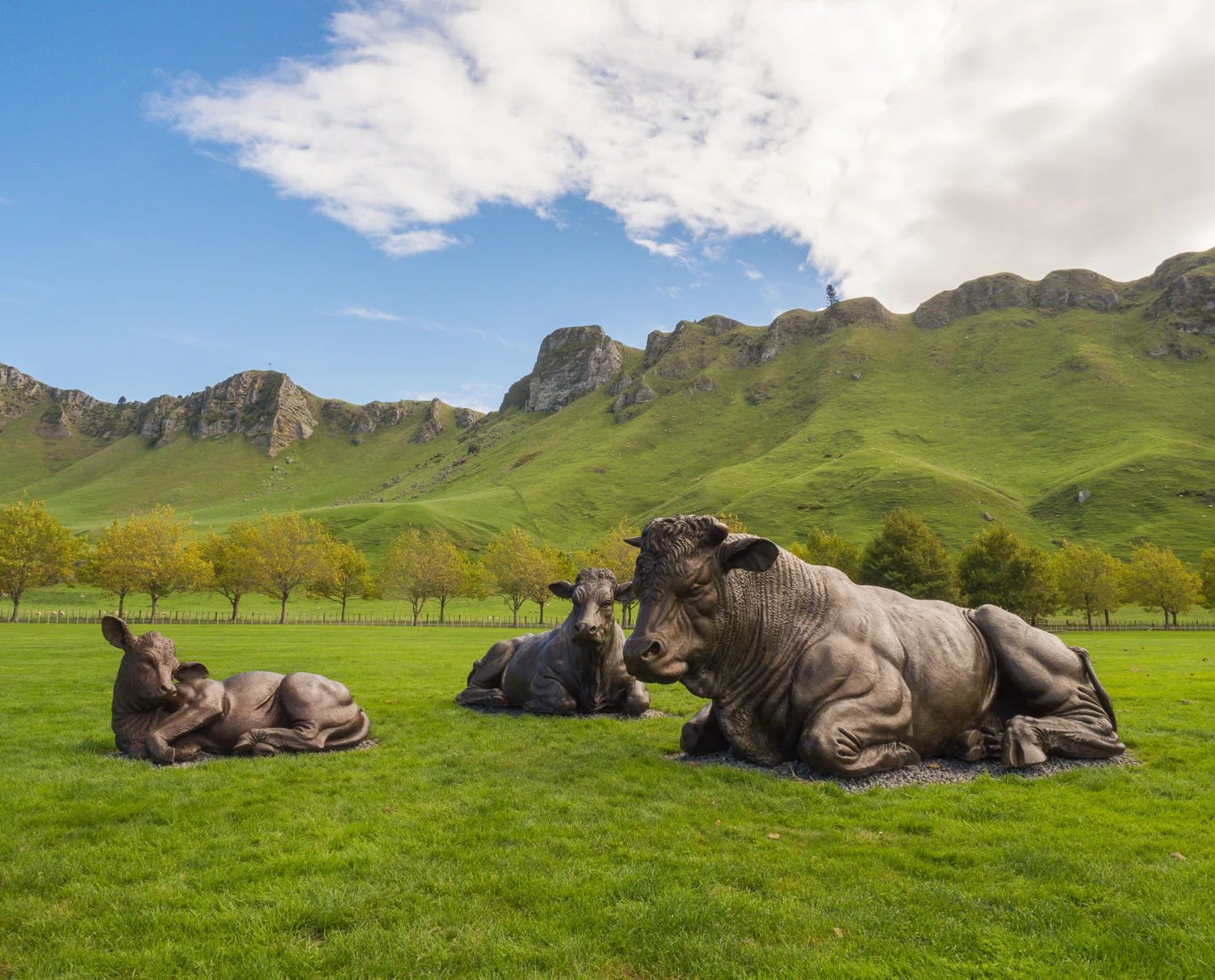 Craggy Range Vineyard & Winery, Havelock North. A family of charolais cattle sculptures by acclaimed British sculptor Paul Day.