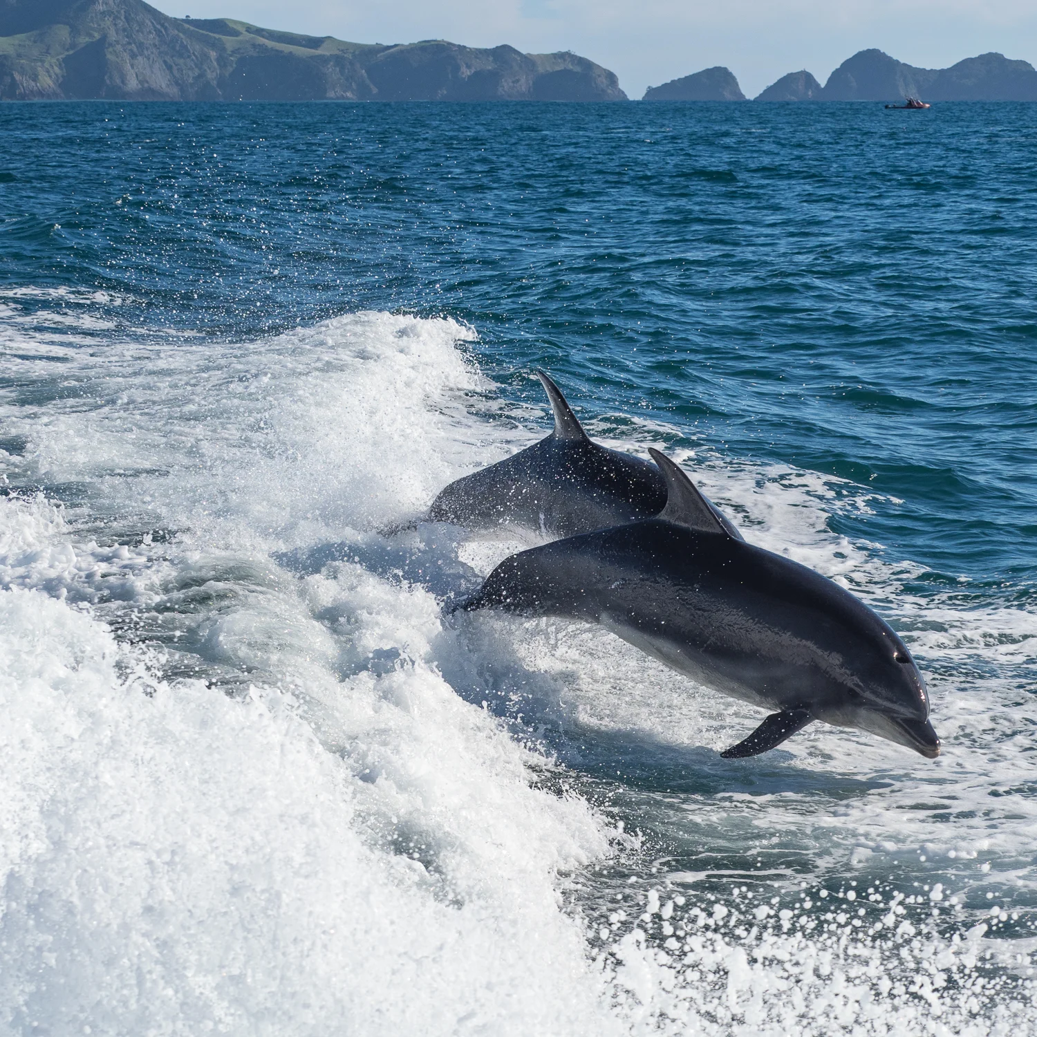 Bottlenose Dolphins in the Bay of Islands, NZ