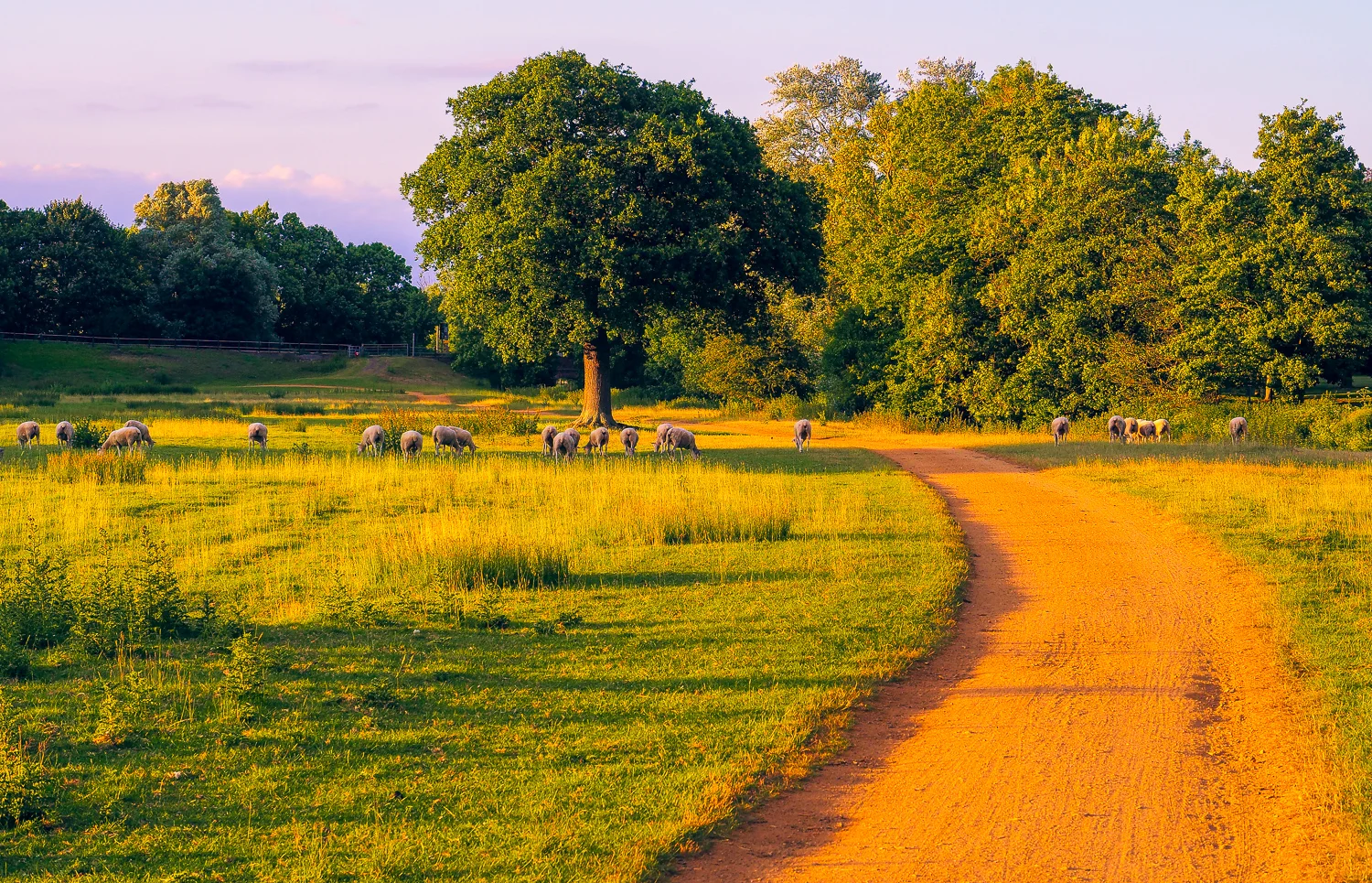 Evening on The Great Stour Way between Canterbury and Chartham, Kent, UK.