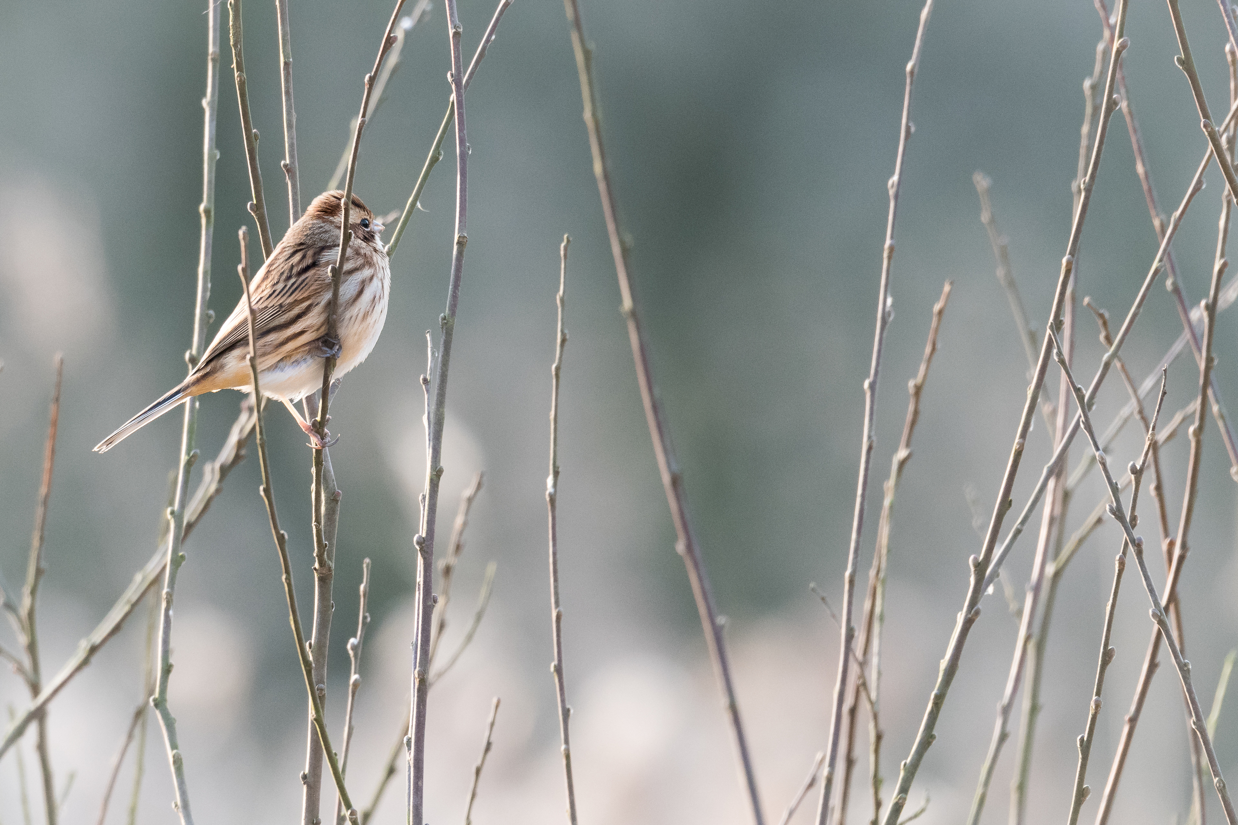 Reed Bunting, Rietgors