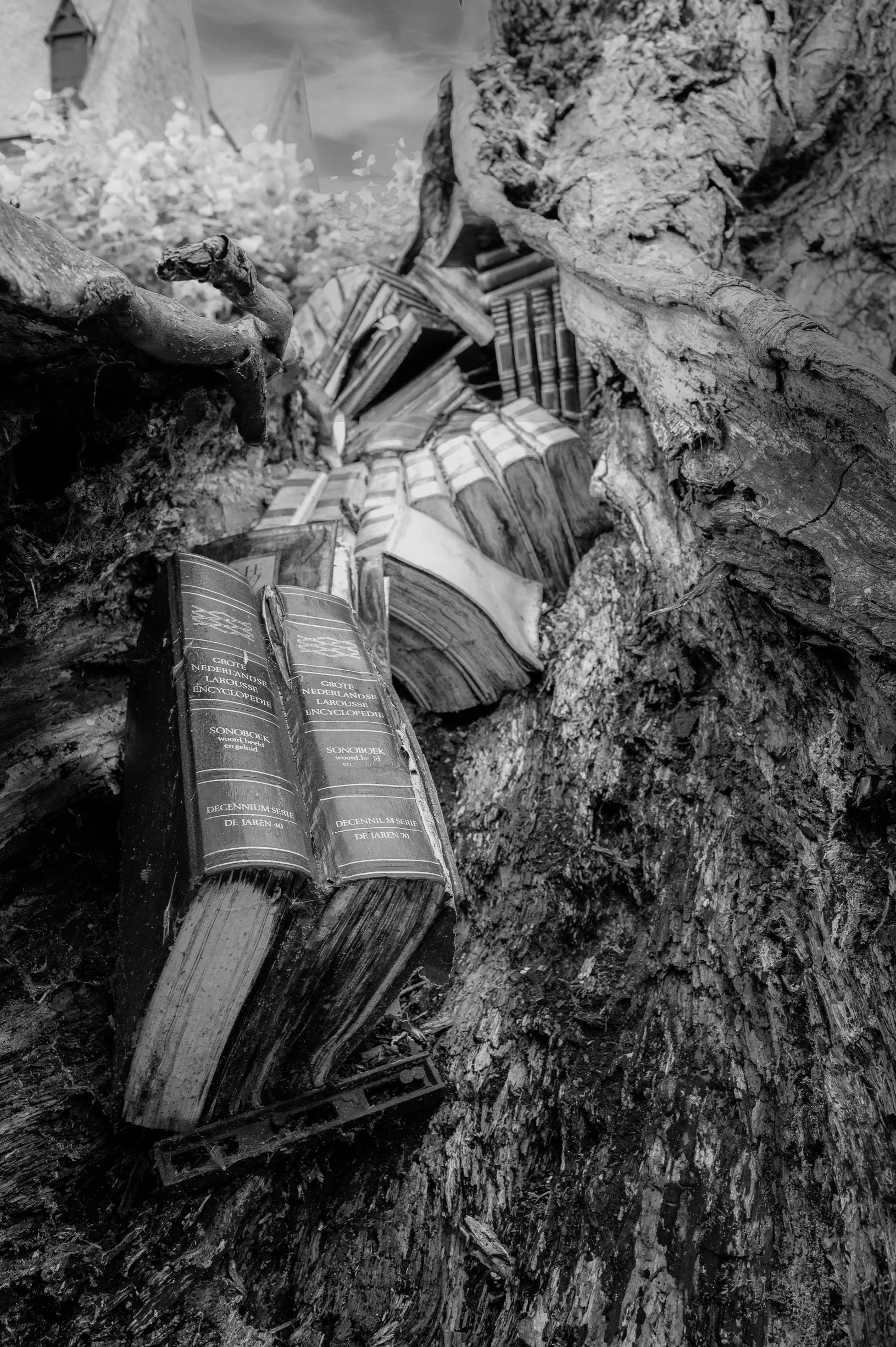 Amare, Books in an old tree