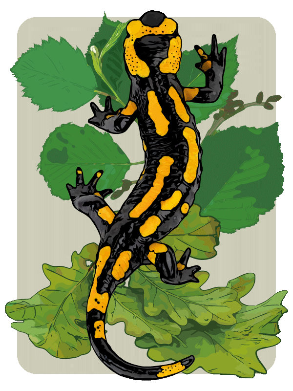 Detaillierte Illustration eines schwarz-gelben Feuersalamanders auf grünen Blättern.
