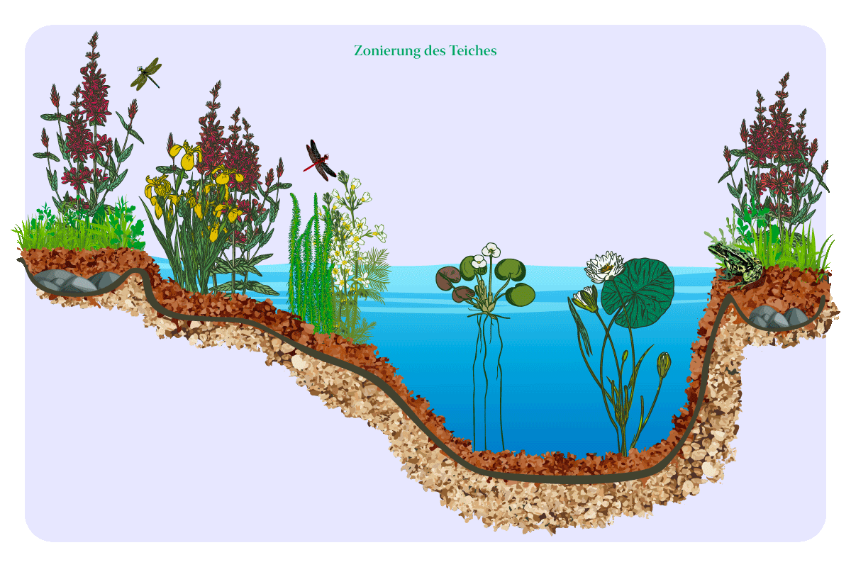 Grafik zur Zonierung eines Teiches mit Ufer-, Flachwasser- und Tiefwasserzone sowie typischen Pflanzen und Tieren.