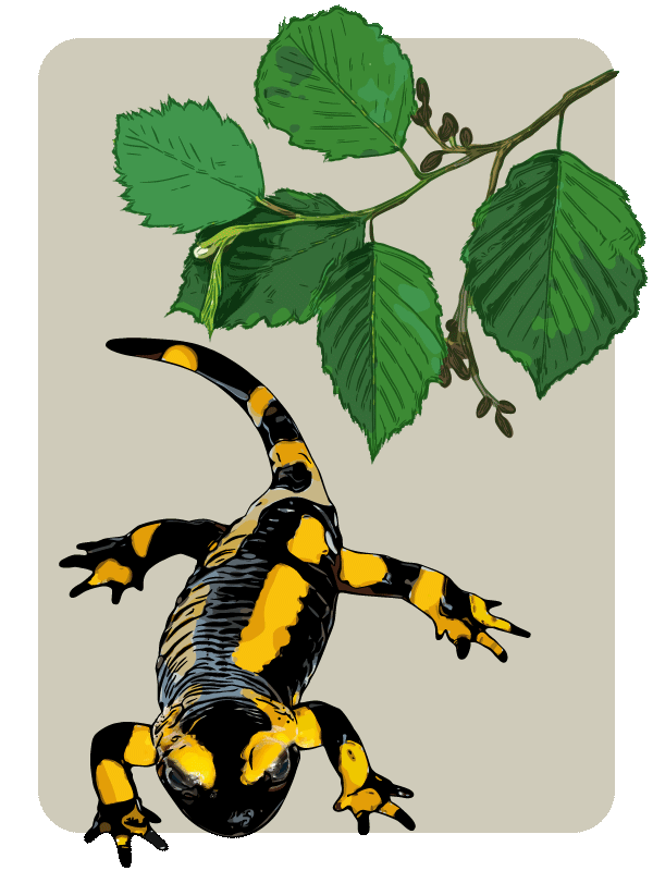 Illustration Feuersalamander Erlenzweig Fruchtstände Botanische Zeichnung