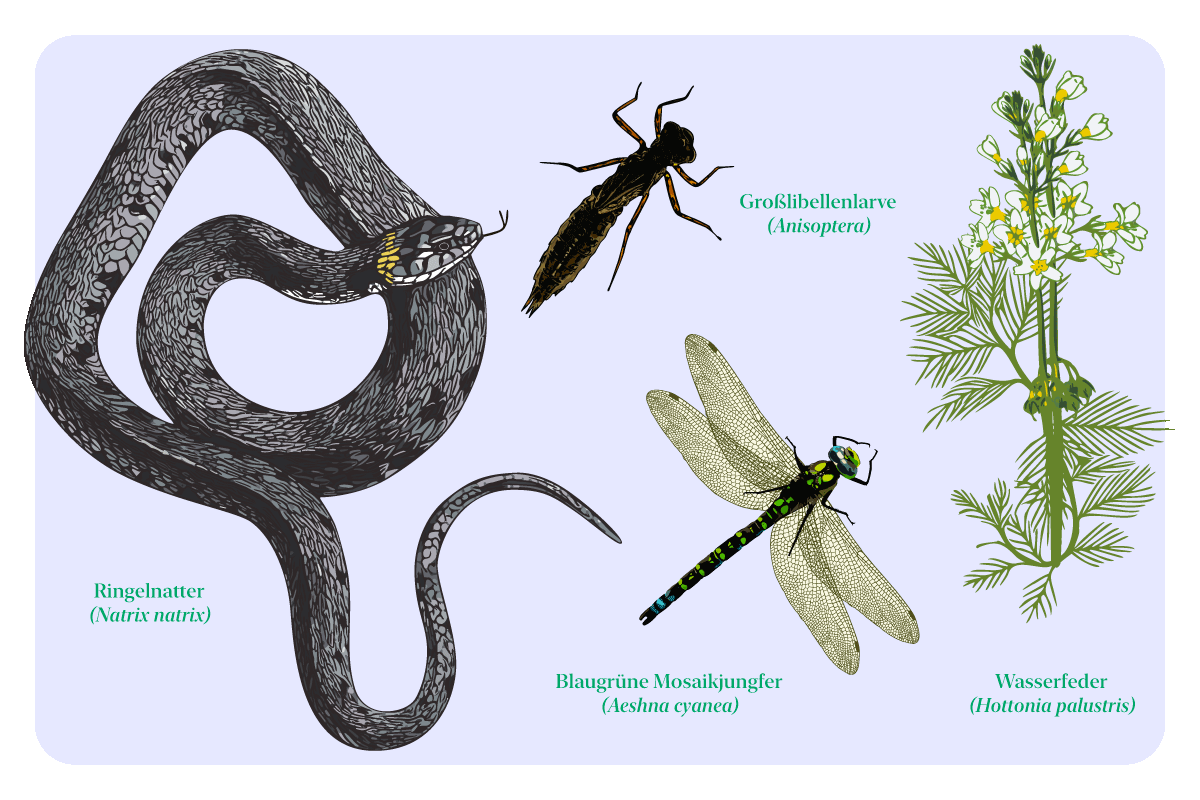 Illustration von Ringelnatter, Blaugrüner Mosaikjungfer, Großlibellenlarve und Wasserfeder mit Fachnamen.
