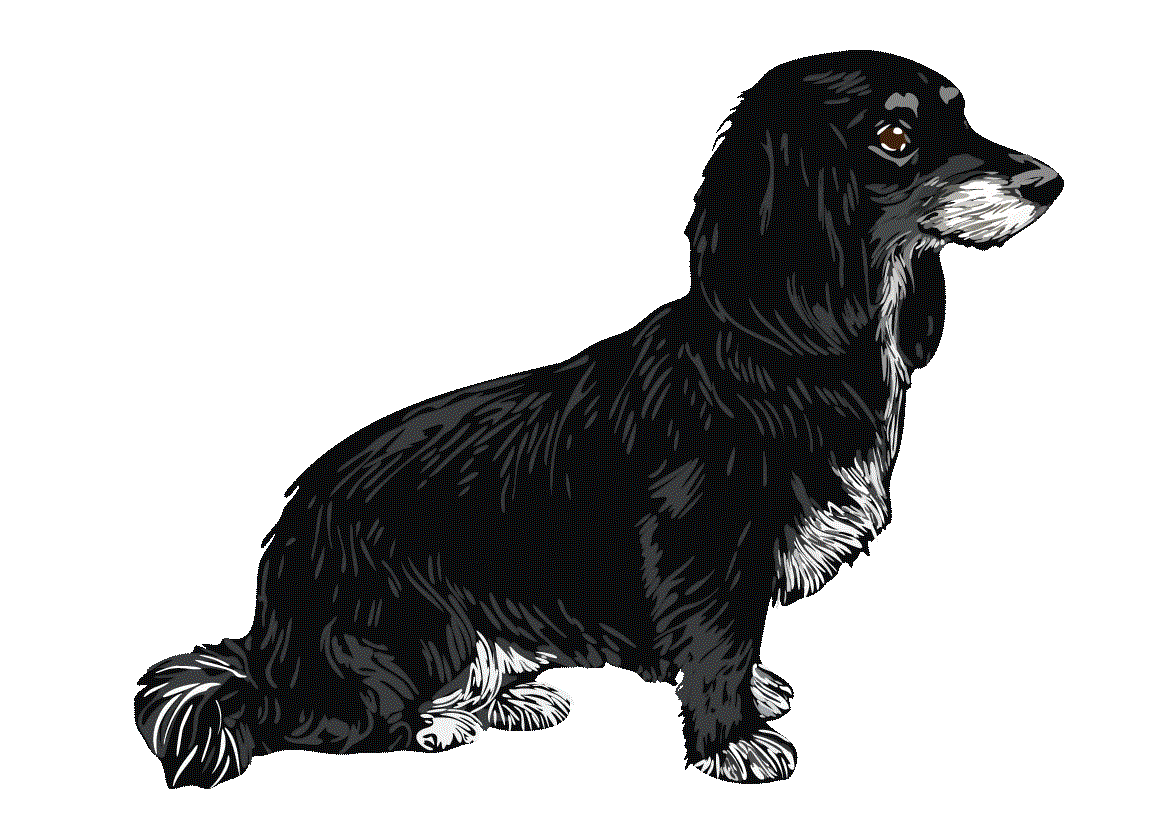 Illustration der Hundefigur Paul rbtq bianca seiser