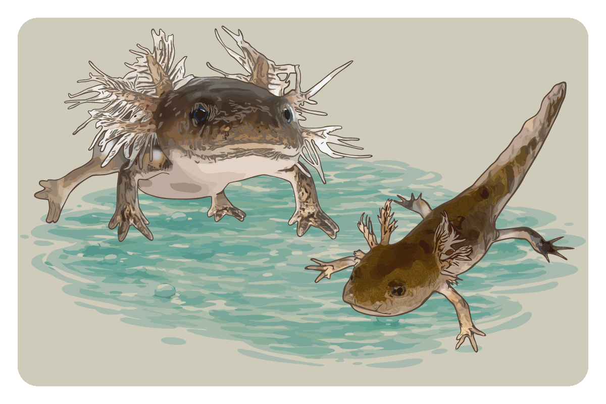 Illustration Larven des Feuersalamanders (Salamandrae salamandrae) mit Kiemen im Wasser
