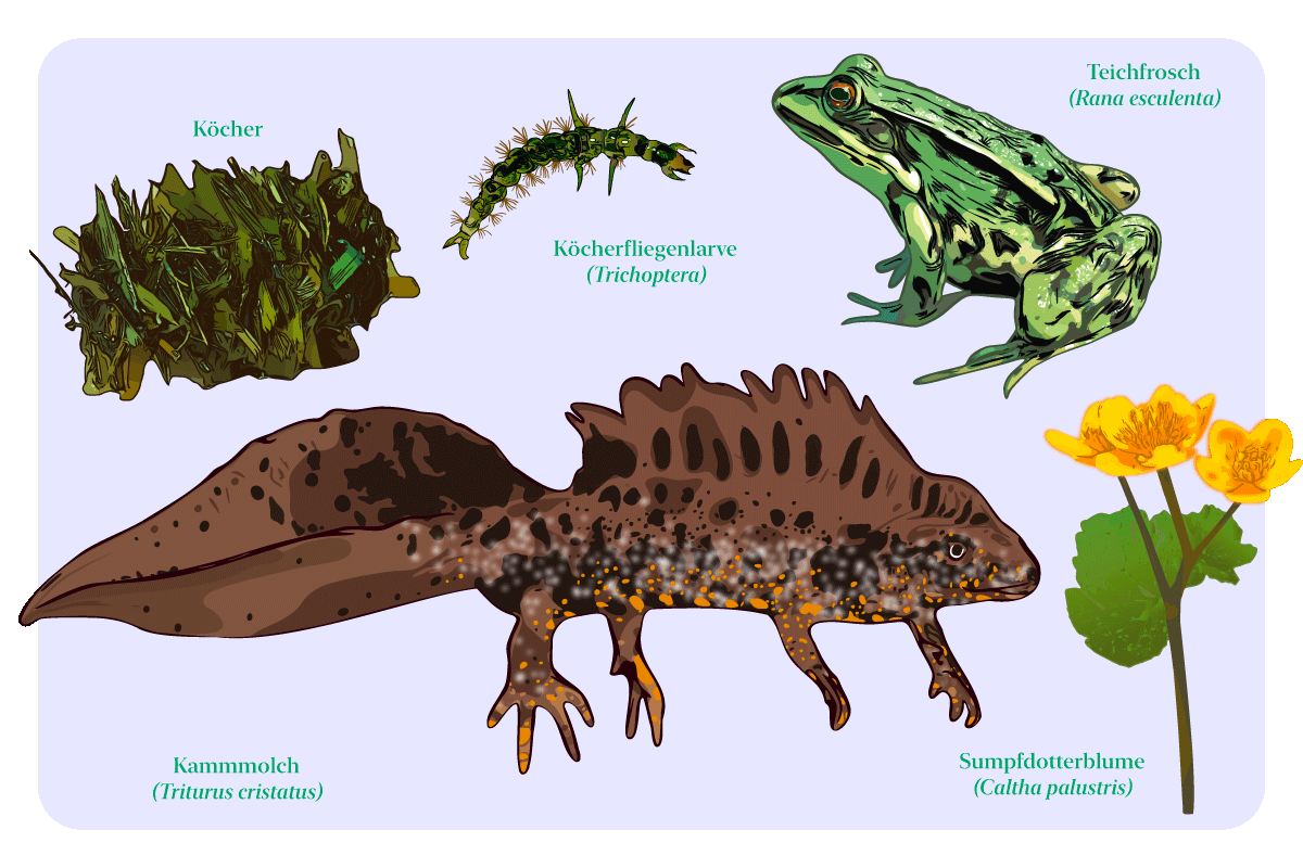 Illustration von Kammmolch, Teichfrosch, Köcherfliegenlarve und Sumpfdotterblume mit biologischen Namen.