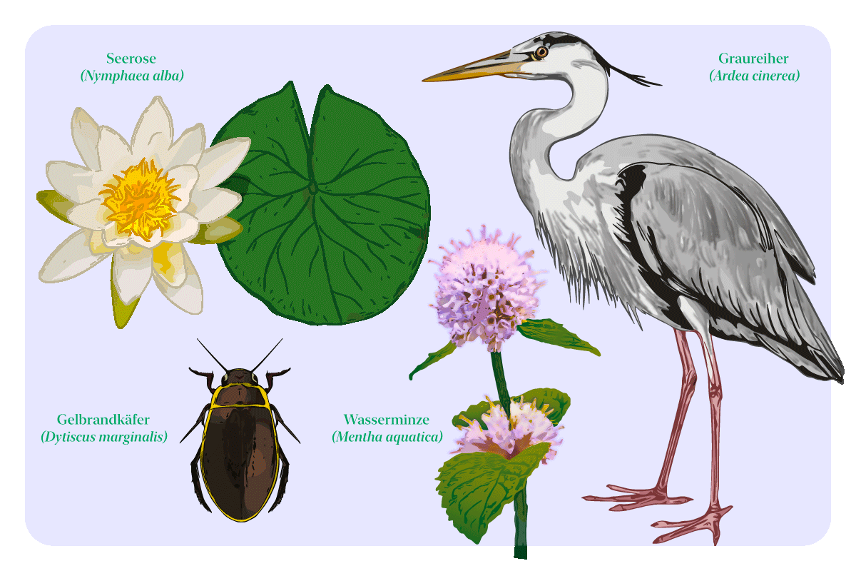 Illustration von Teichbewohnern: Graureiher, Seerose, Wasserminze und Gelbrandkäfer mit Fachnamen.