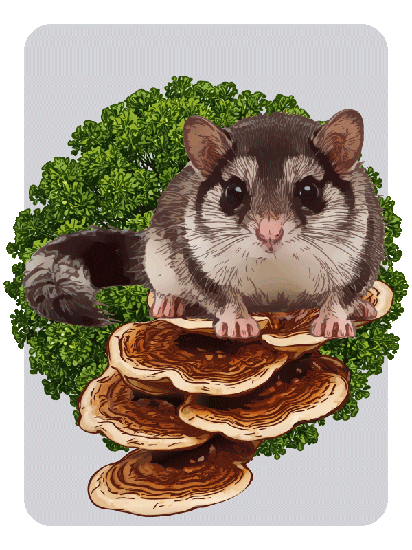 Illustration des Rotrandigen Baumschwamms (Fomitopsis pinicola) und eines Gartenschläfers (Eliomys quercinus), beides Motive für das NABU Totholz Tic-Tac-Toe Spiel.