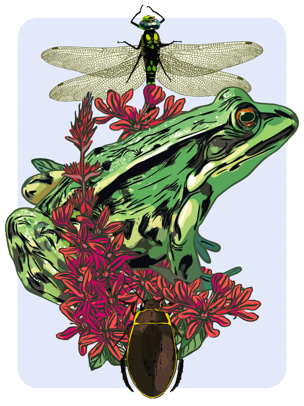 Grafik eines grünen Teichfroschs zwischen roten Blüten mit einer Mosaikjungfer-Libelle und einem Käfer.