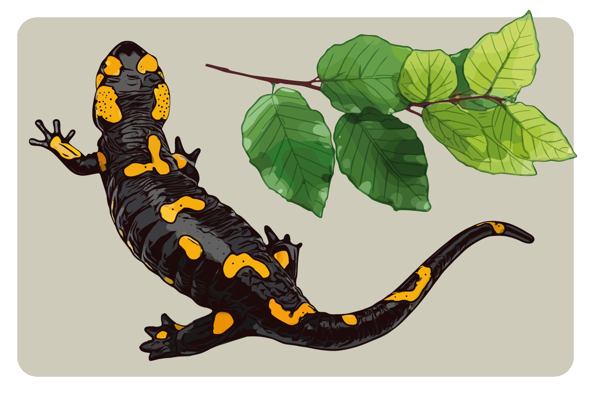 Illustration Feuersalamander Buche ohne Früchte folia Fagus