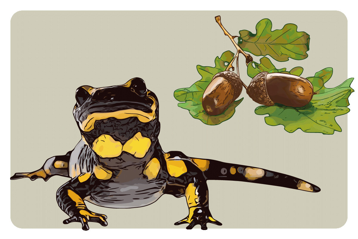 Illustration Feuersalamander Eichenblätter Eicheln botanische Zeichnung