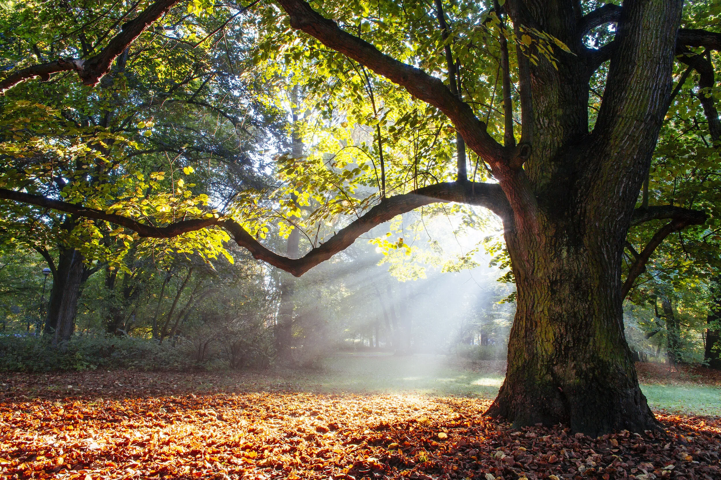 Oak Tree.jpg