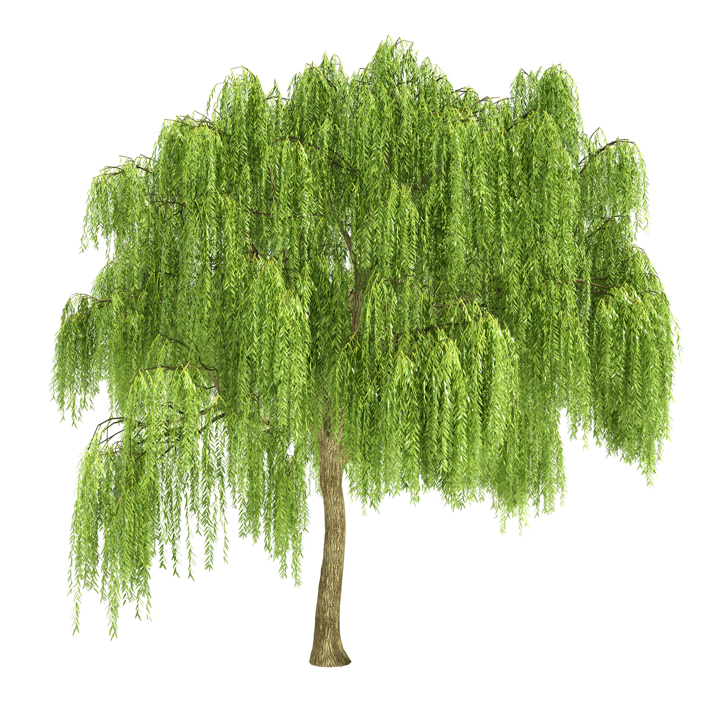 Willow Tree.jpg