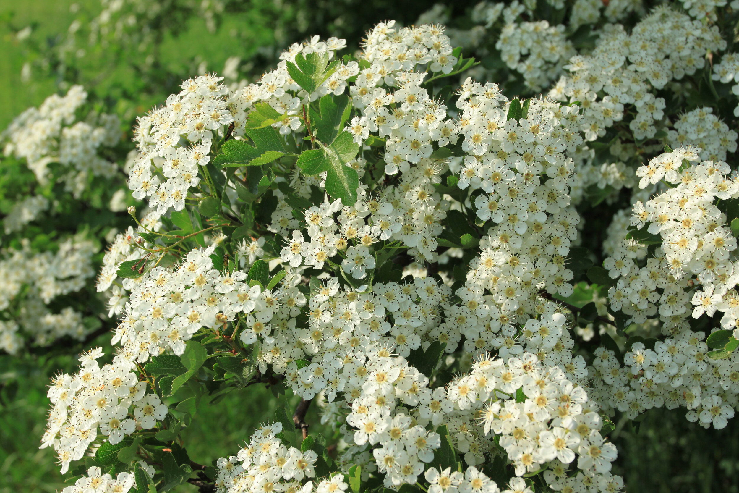 Hawthorn Tree.jpg