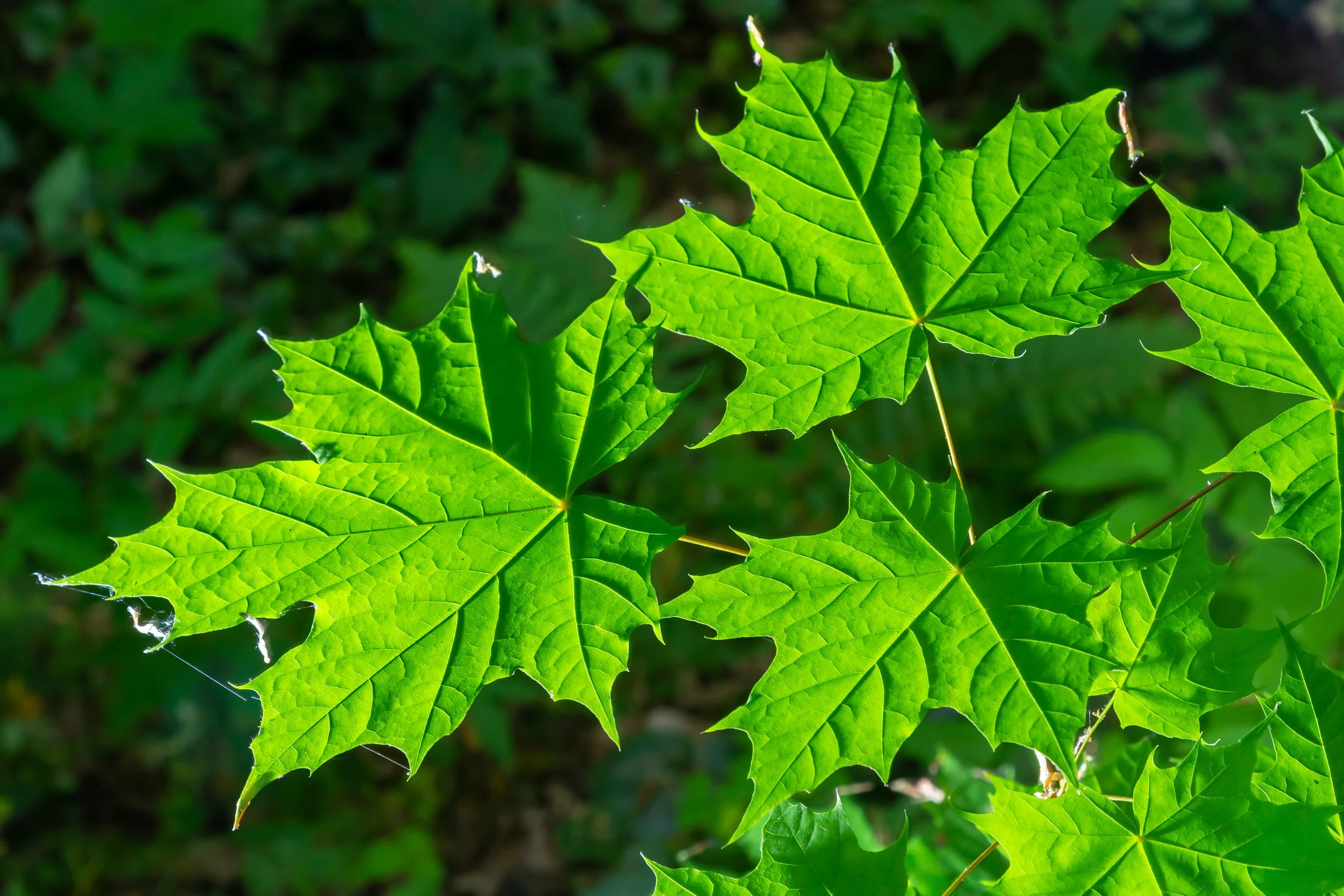 Maple Tree.jpg