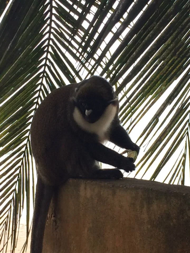cocktail monkey.jpg