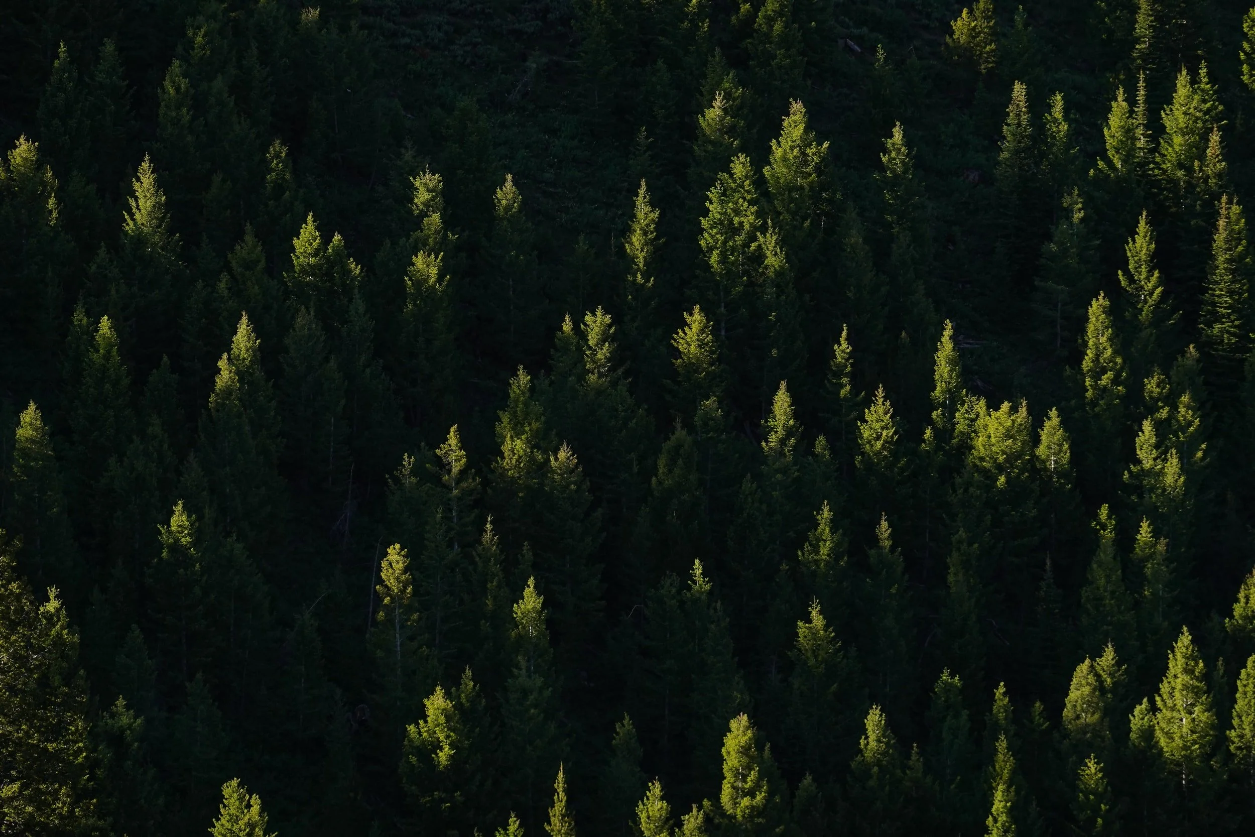unsplash-image-PFGC_V7paRM.jpg