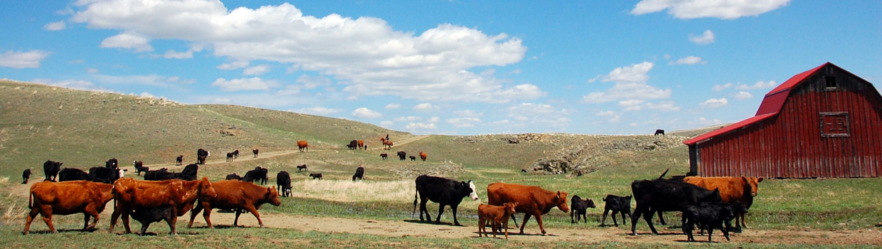 Montana rancher moving cattle to new pasture 