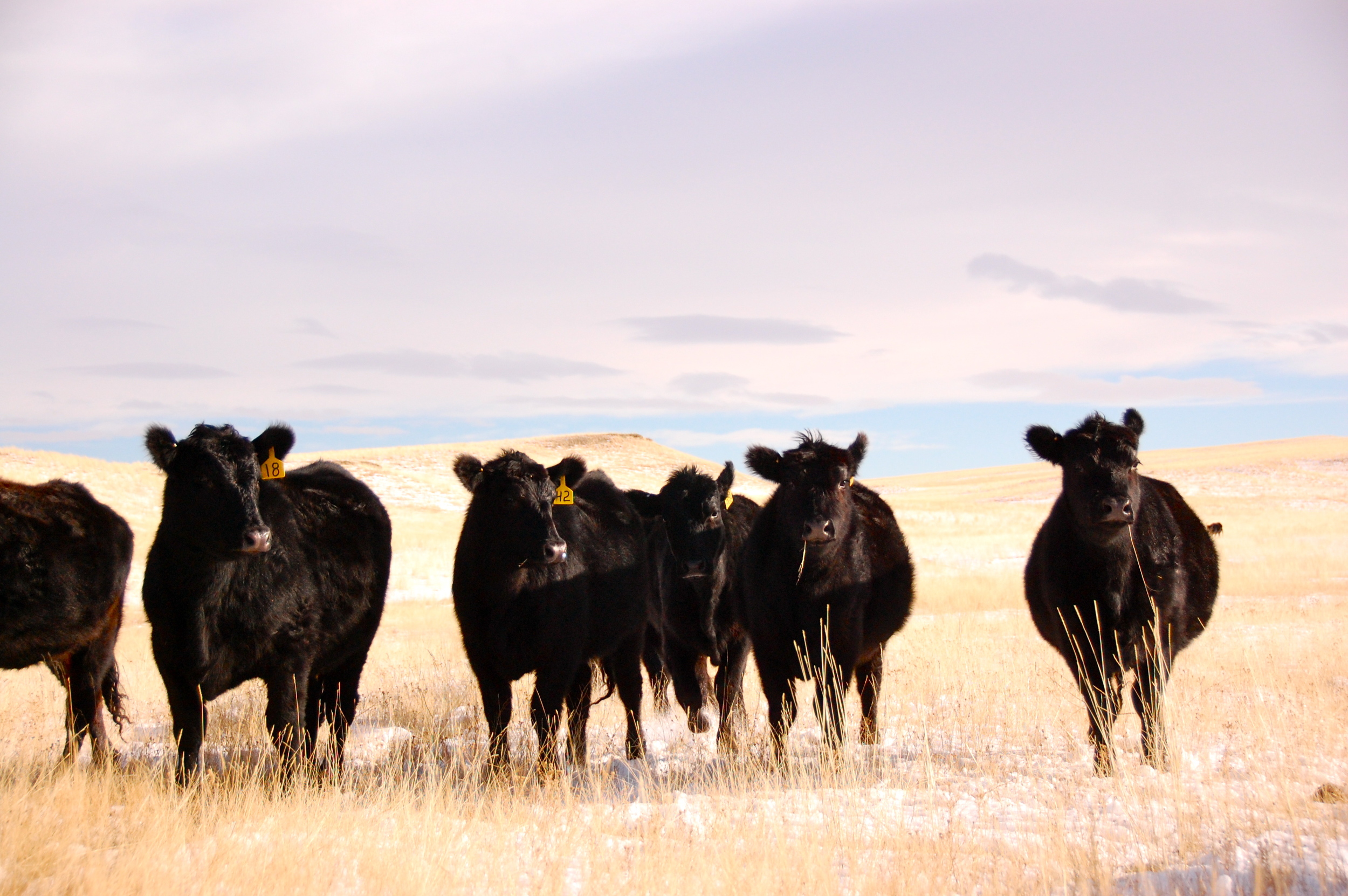 Black angus on winter pasture on ranch in Montana 