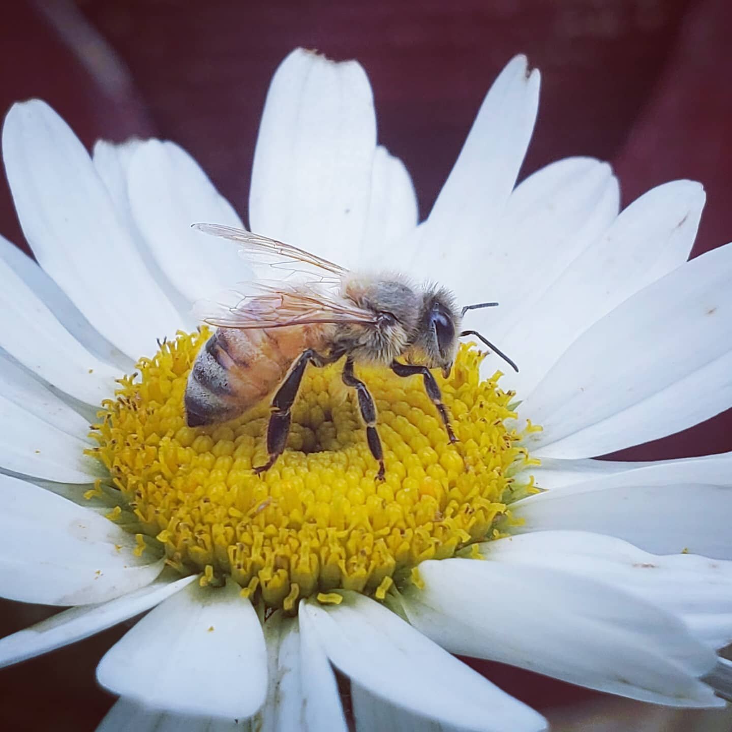 To bee.... Or not to bee
How to take thee?
A brief break you see,
Before I'm too flee

#bees #help #theworld  #littlethings #photooftheday #photographybyrlh #flowersofinstagram #flowerpower #summer2020