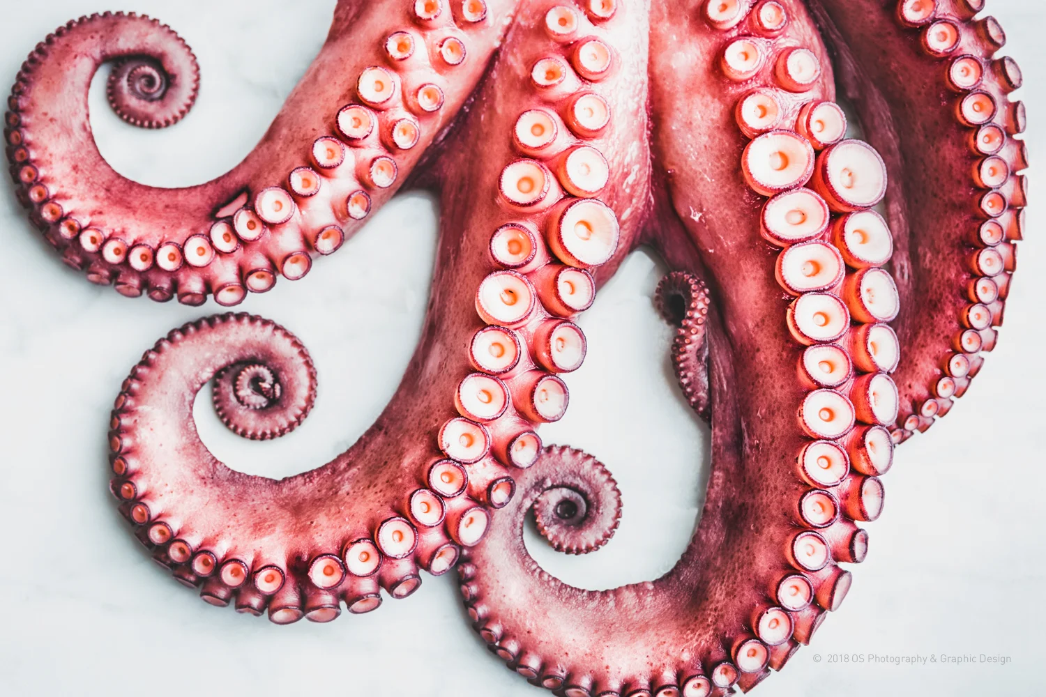 OCTOPUS